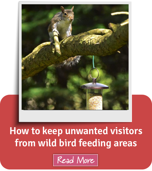 How to Feed the birds with unwanted visitors