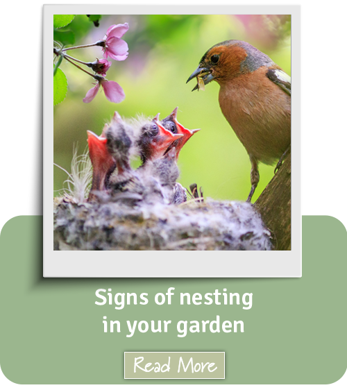 Signs of nesting in your garden