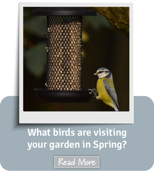 What birds are viewing your garden in Spring